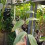 Kopsia arborea variegated (albomarginata)