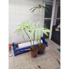 philodendron sp angustisectum