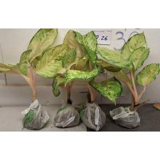 Аглаонема Фрозен черная / Aglaonema Frozen black A-27