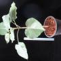 Ficus petiolaris (dense hair leaf) propagated by cutting