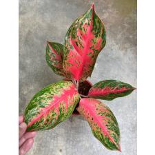 Aglaonema Koth Sethee 46/1 dekabr