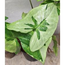 Сингониум Три Короля / Syngonium Three Kings