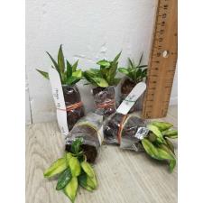 Hoya lacunosa (yellow variegated)(SS)(#976)