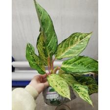 Aglaonema Lucky A-54