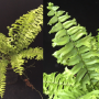 Nephrolepis sp.(T02).