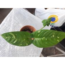 Schismatoglottis neoguineensis pot 2500p