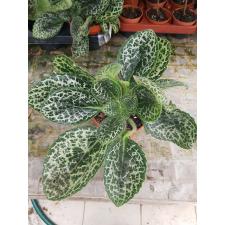 Streptocarpus sp/(или Chirita sinensis - Primulina dryas