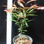 Syzygium paniculatum (long leaf) = Eugenia myrtifolia