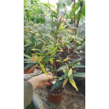 Syzygium paniculatum variegated 490