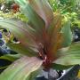 Pitcairnia sanguinea 'Dark Dream'