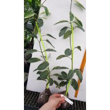 Stephanotis Floribunda 'alpine' 12 cm pot
