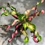 Codiaeum Tha Satorn