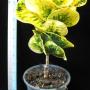Codiaeum Ramathep