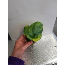 Scindapsus Jade Satin variegated 2 листа Д