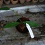 Hoya subglabra          508