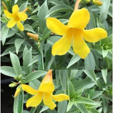 Allamanda sp.(T05) 'Silver leaf' (yellow flower) по 3500р