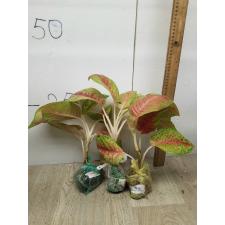 Aglaonema Maha Sethee A-80