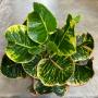Codiaeum Siam Pink