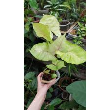 syngonium roxanne pot 350p