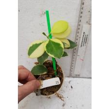 Hoya australis albomarginata 25