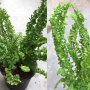 Nephrolepis davalloides cv Green Dragon
