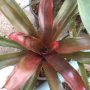 Neoregelia 'Cranberry'.