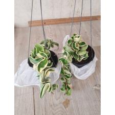 Hoya Indian Rope albomaginata pot