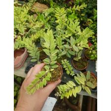 Aeschynanthus Bolero Bicolore 5 см горшке