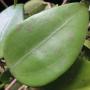 Hoya sp.599 Ranong province Thailand            599