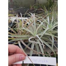tillandsia capitata