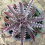 Dyckia ML. Hybrid.