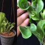 Microsorum 'Dwarf Screw Fern'