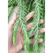 Хуперзия сп. номер 4 / huperzia sp no.4