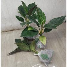 Aglaonema Khunmakracha A-34