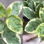 Premna serratifolia albomarginata