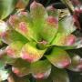 Neoregelia Barbarian (Bromeliad) 199