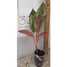 Аглаонема 20 Карат. / Aglaonema 20 Karat A-2