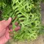 Nephrolepis falcata ‘Furcans’ (mutation)