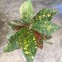 Codiaeum (T48) Yellow and red spot.
