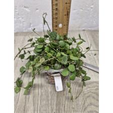 Dischidia hirsuta 301