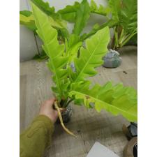 philodendron sp golden crocodile