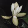 Magnolia liliifera var. liliifera.
