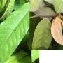 Friesodielsia desmoides (Annonaceae)