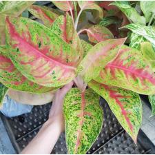 Aglaonema Maha Sethee A-80