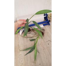 Philodendron Silver Spirit 200p