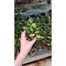 hoya burtoniae variegata 650p