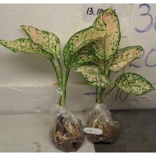 Аглаонема Уньямани Кремовая / Aglaonema Unyamanee Cream