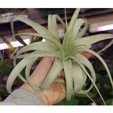Tillandsia Xerographica