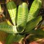Aechmea chantinii cv Samurai (Bromeliad) 8