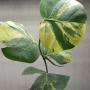 Cocoloba uvifera variegata